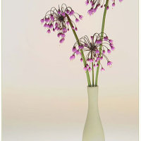 Allium Flowers