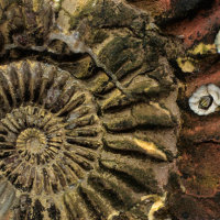 Ammonite with Barnacles