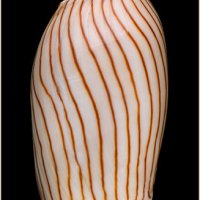 Amoria elliotii 030