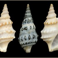 Aporrhais pespelicani