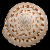 Architectonia trochlearis