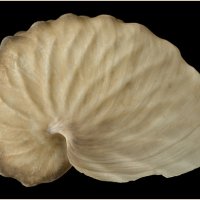 Argonauta hians