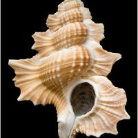 Biplex perca