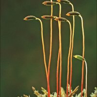 Brachythecium rivulare