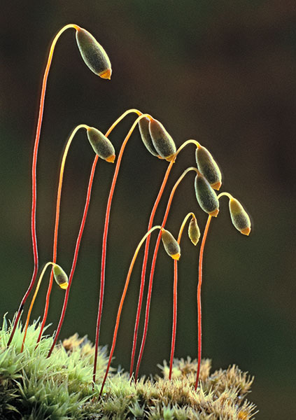 Bryum capillare 069