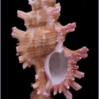 Chicoreus sauliae