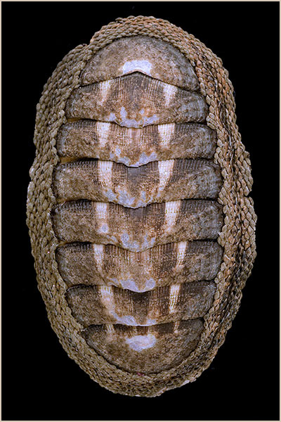 Chiton granosus 07