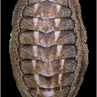 Chiton granosus 07