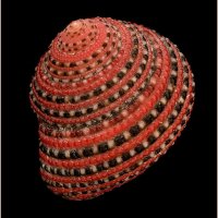 Clanculus pharaonis101