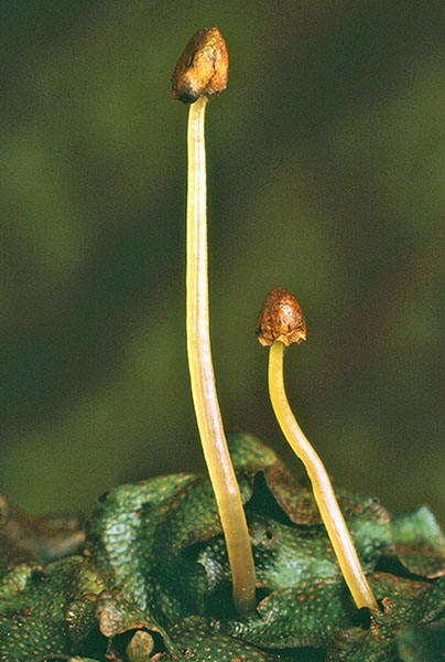 Conocephalum conicum Female