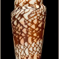 Conus milne-edwardsii 027