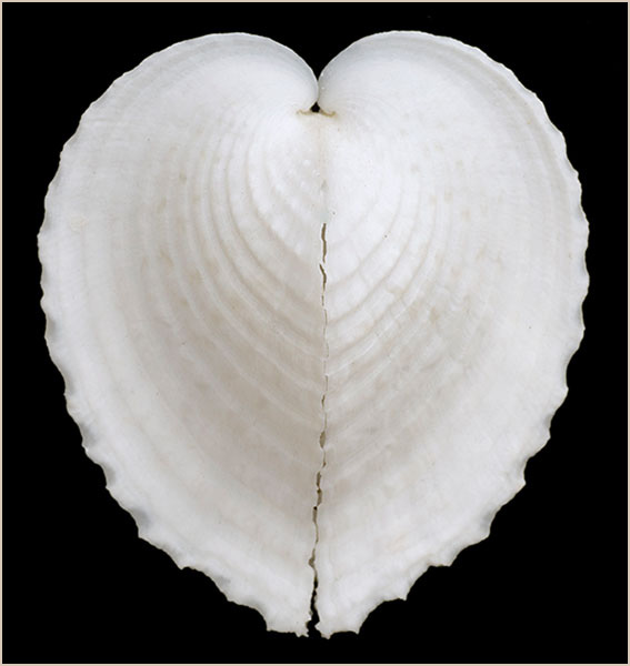 Corculum cardissa