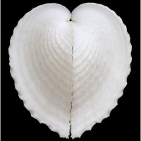 Corculum cardissa