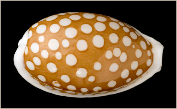 Cypraria cribraria