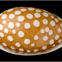 Cypraria cribraria