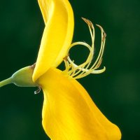 Cytisus scoparius