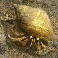 Hermit Crab