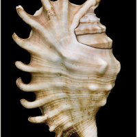 Lambis millipeda
