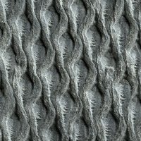 Lepidodendron Leaf Bases