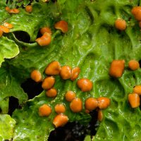 Lobaria pulmonaria Apothecia