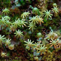 Marchantia polymorpha Female 03