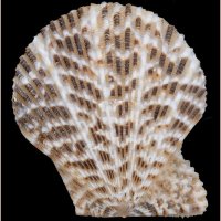 Mimachlamys albolineata 011