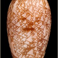 Olivia porphyria