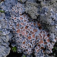 Pannaria rubiginosa