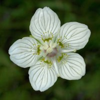 Parnassia palustris