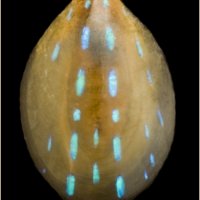 Patella pellucida