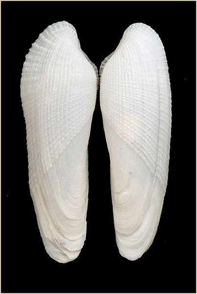 Pholas orientalis