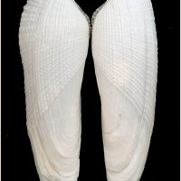 Pholas orientalis