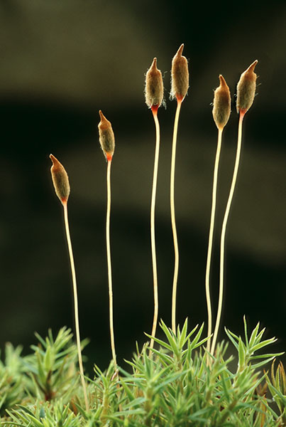 Pogonatum urnigerum 01