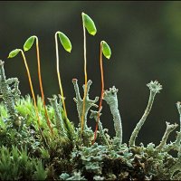 Pohlia and Cladonia