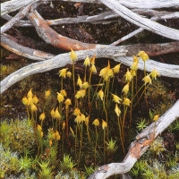Polytrichastrum longisetum 14