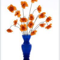 Poppies in Blue Vase