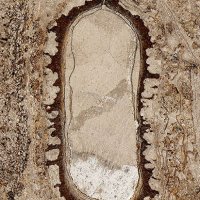 Rotodontiospermum Seed Section