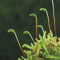 Sanionia uncinata