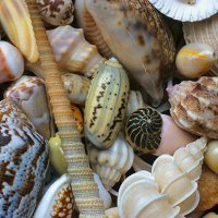 Shells