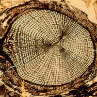 Sphenophyllum Stem Section