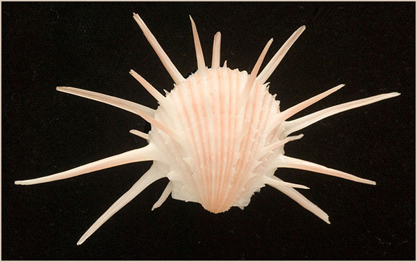 Spondylus imperialis