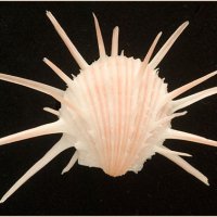 Spondylus imperialis