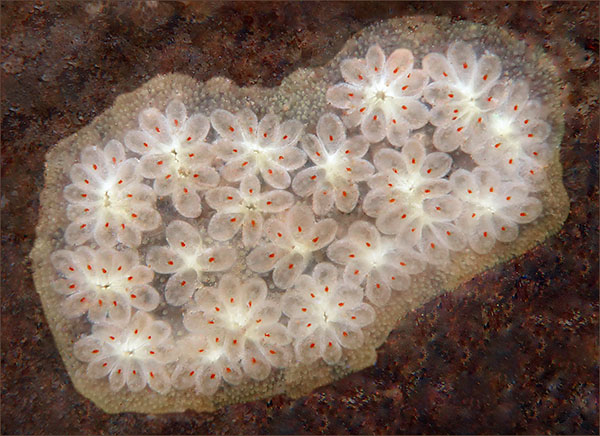 Star Ascidian 03