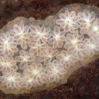 Star Ascidian 03