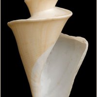 Thatcheria mirabilis 070