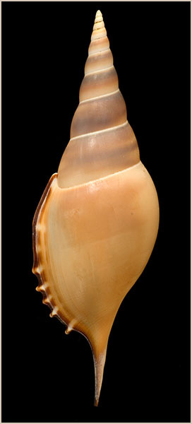 Tibia martinii