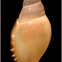 Tibia martinii