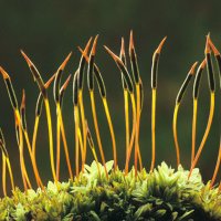 Tortula subulata 03