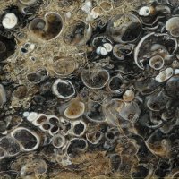 Turritella Limestone 01