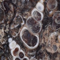 Turritella Limestone 02